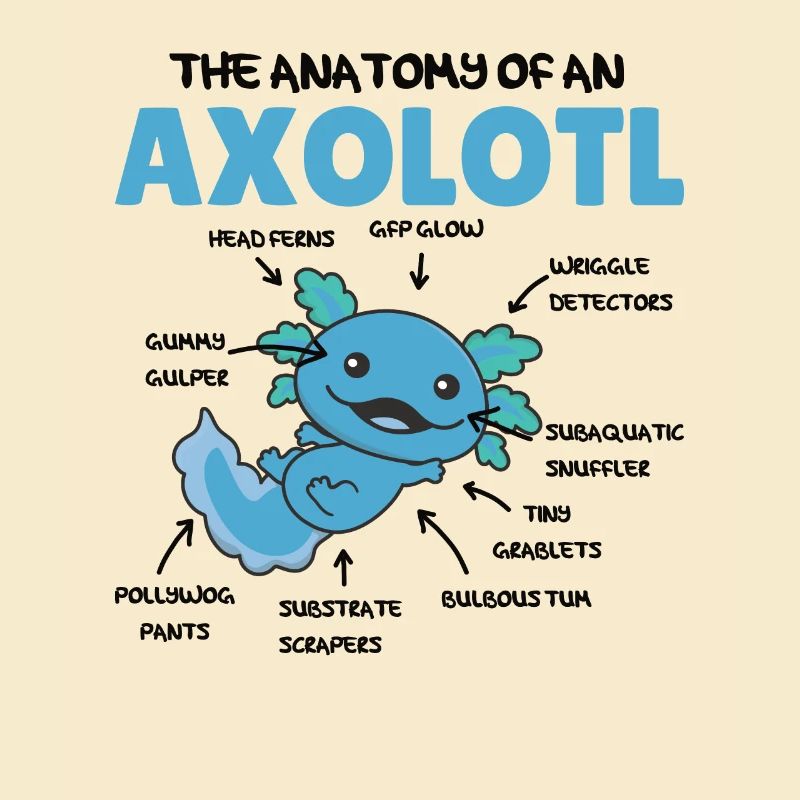 Axolotl Explication Anatomie d’un Axolotl