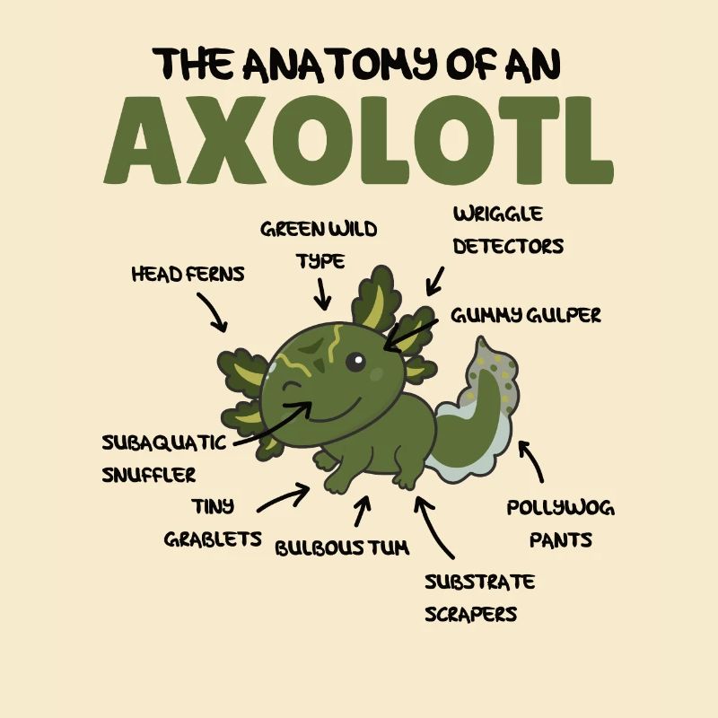 Axolotl Explication Anatomie d’un Axolotl