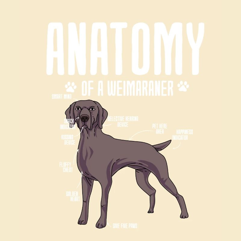 Weimaraner