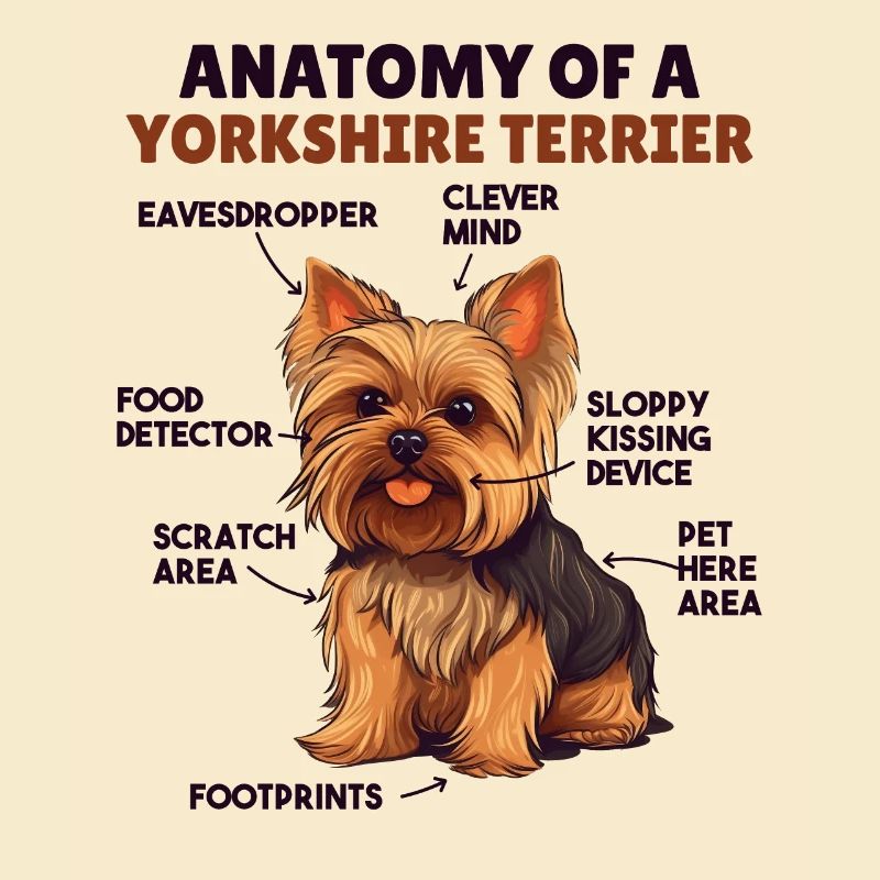 Explication du chien Anatomie d’un Yorkshire Terrier
