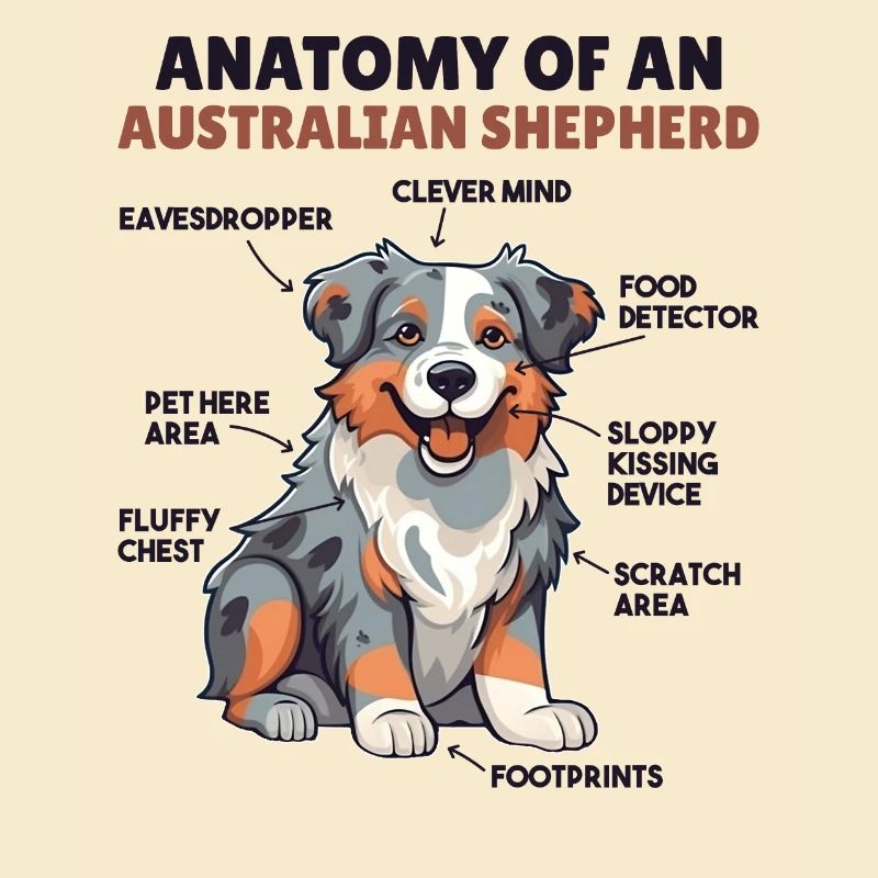 Explication du chien Anatomie d’un berger australien