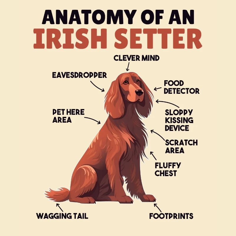 Explication du chien Anatomie d’un setter irlandais