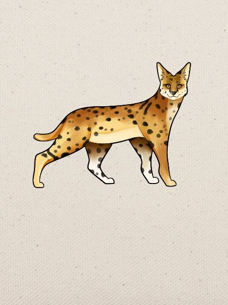 Zeichnung eines Serval