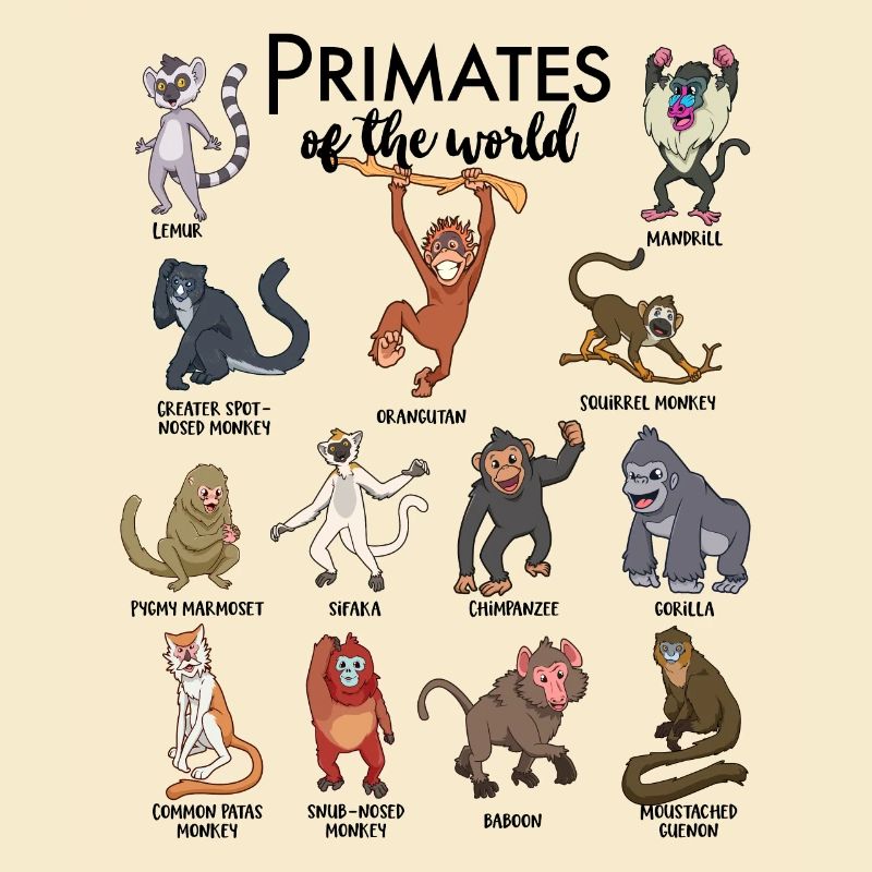 Différents singes - Types de primates
