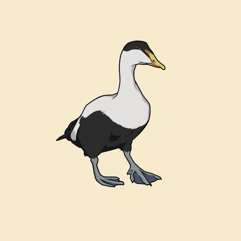 Drawing of an eider duck