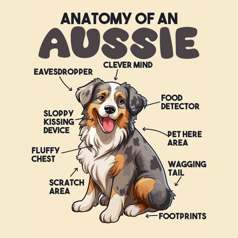 Anatomie d’un berger australien