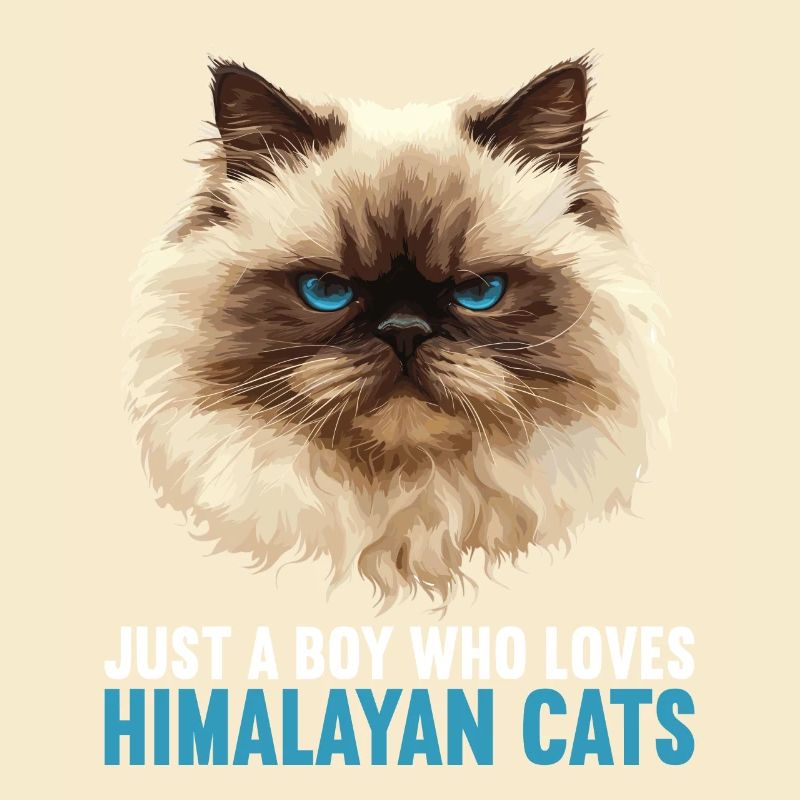 Chat de l’Himalaya Colourpoint Katze