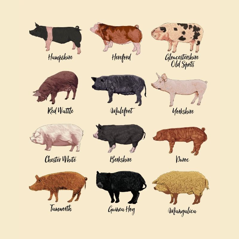 Dessins de cochon - Motif de cochon