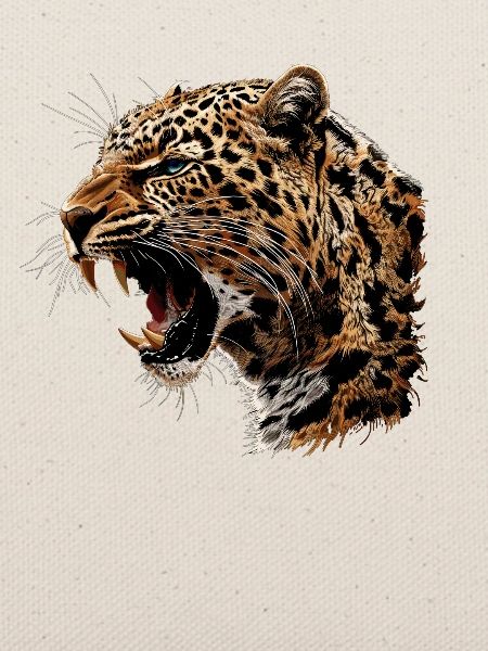 Leoparden Leopard