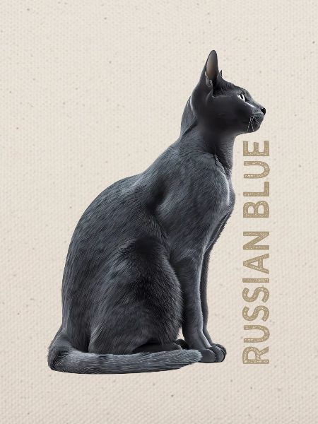 Russian blue
