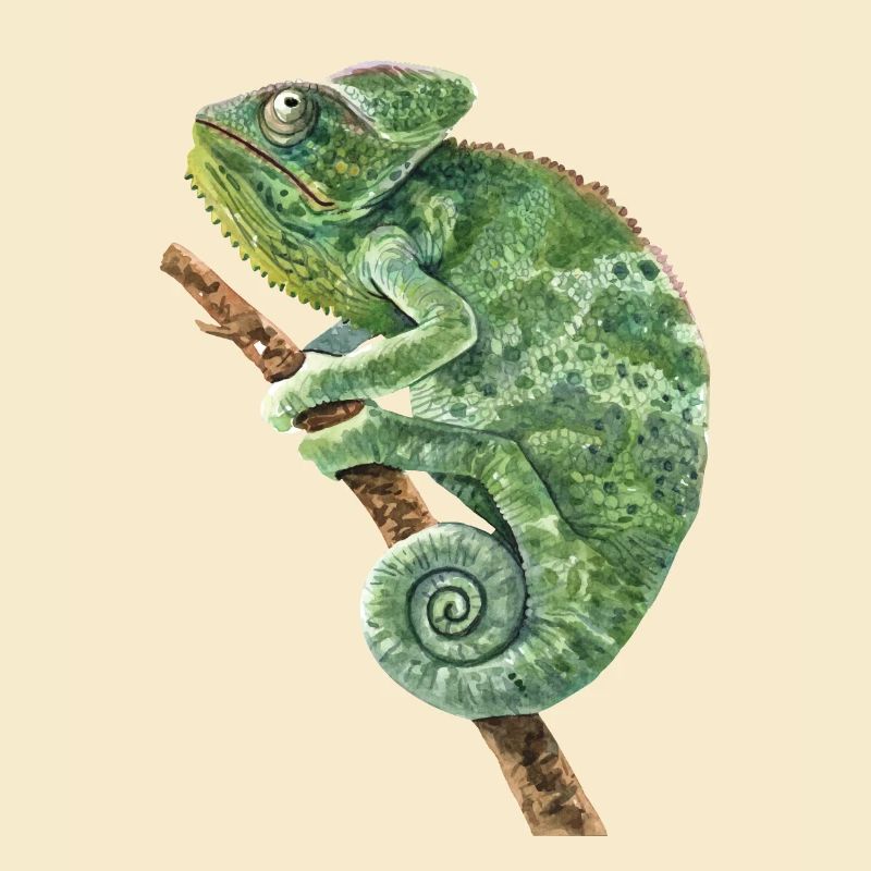 Veiled Panther Chamaeleonidae Lover Chameleon