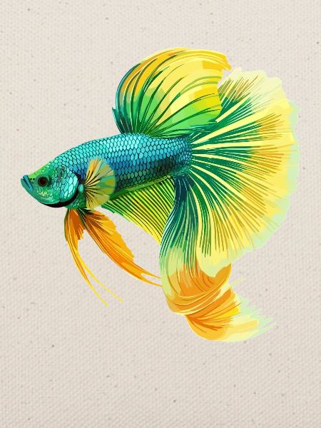 Bettas Betta Fisch Betta
