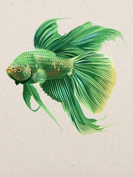 Bettas Betta Fisch Betta