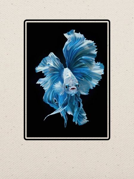 Bettas Betta Fisch Betta