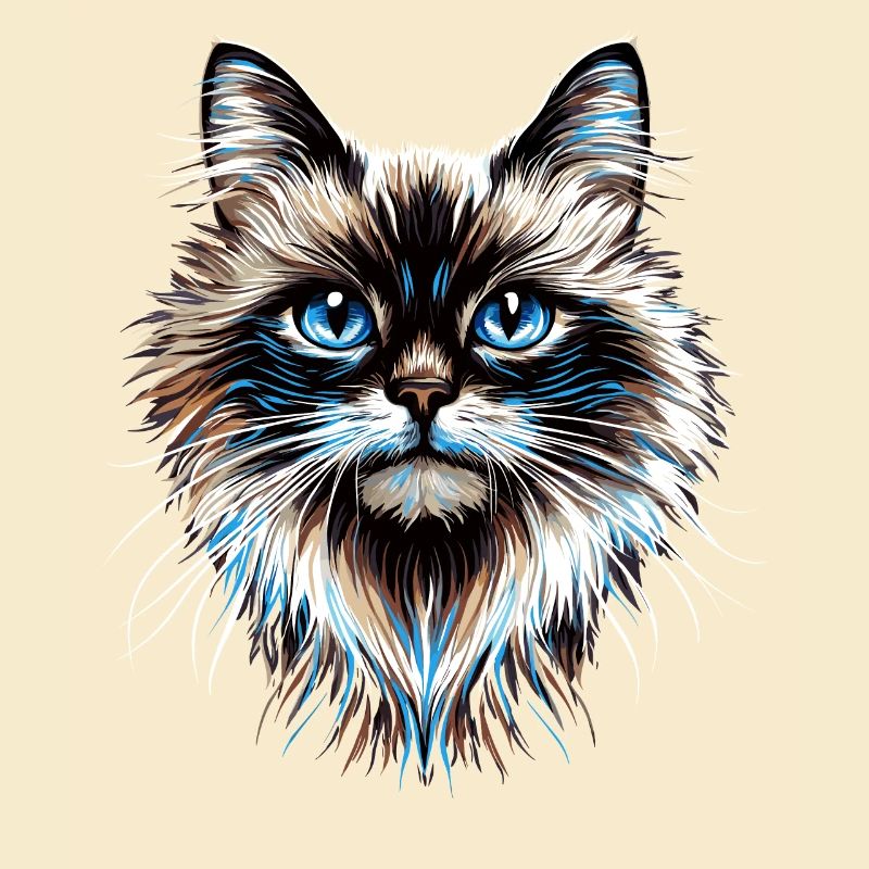 Chat Ragdoll Chat Ragdoll Chat Mignon Chats Ragdoll