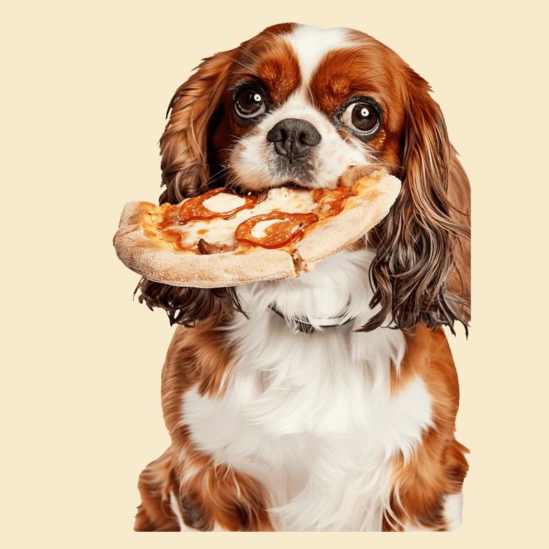 Cavalier King Spaniel