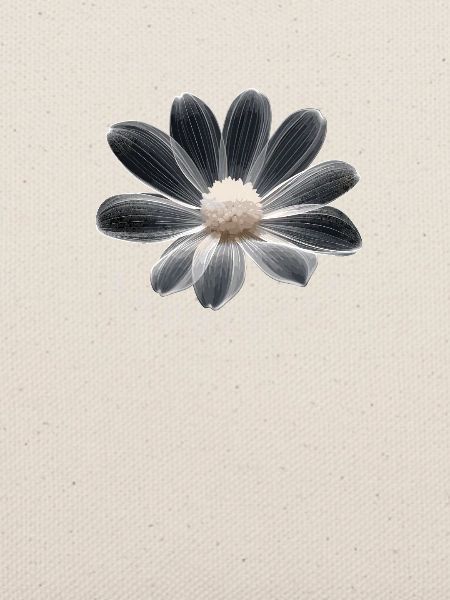 Glücksblume Happiness Flower