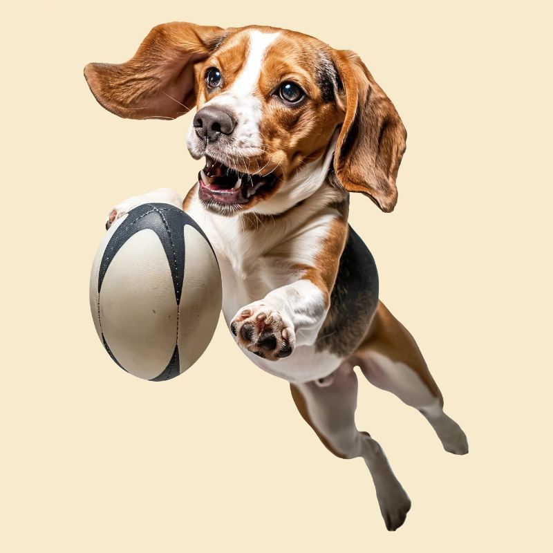Beagle