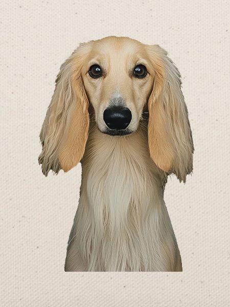 Afghanischer Windhund