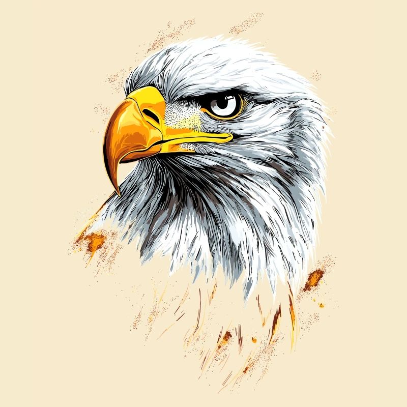 Eagle Bald Eagle Golden Eagle White-tailed Eagle