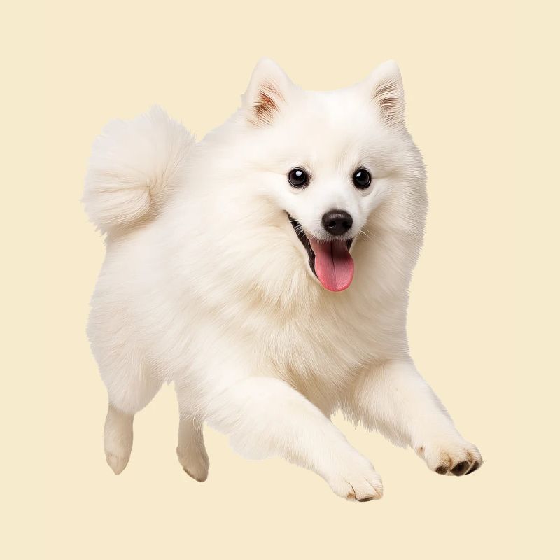 Japan Spitz