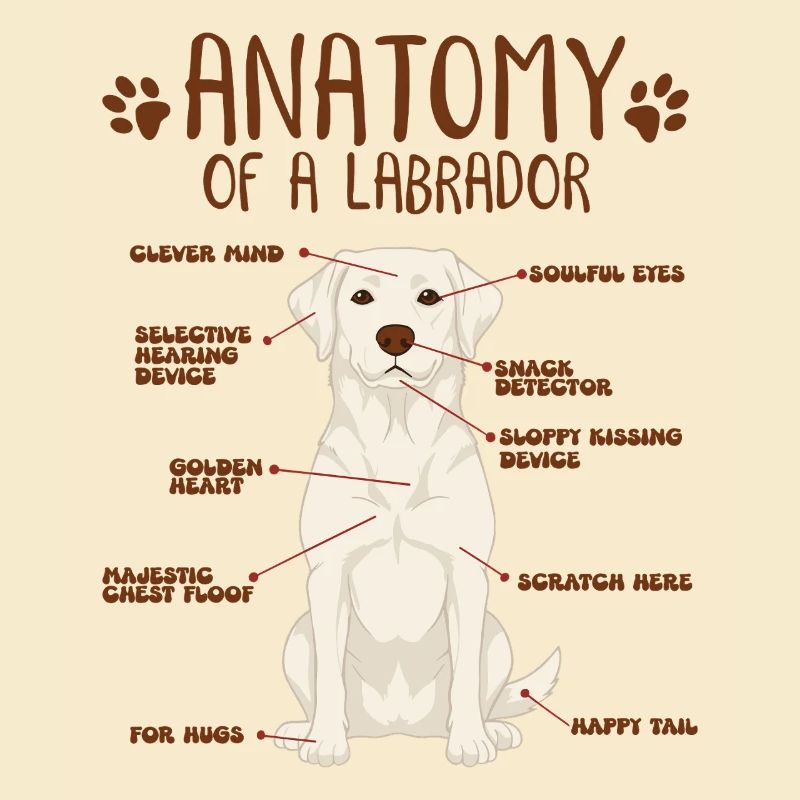 Anatomie d’un labrador blanc