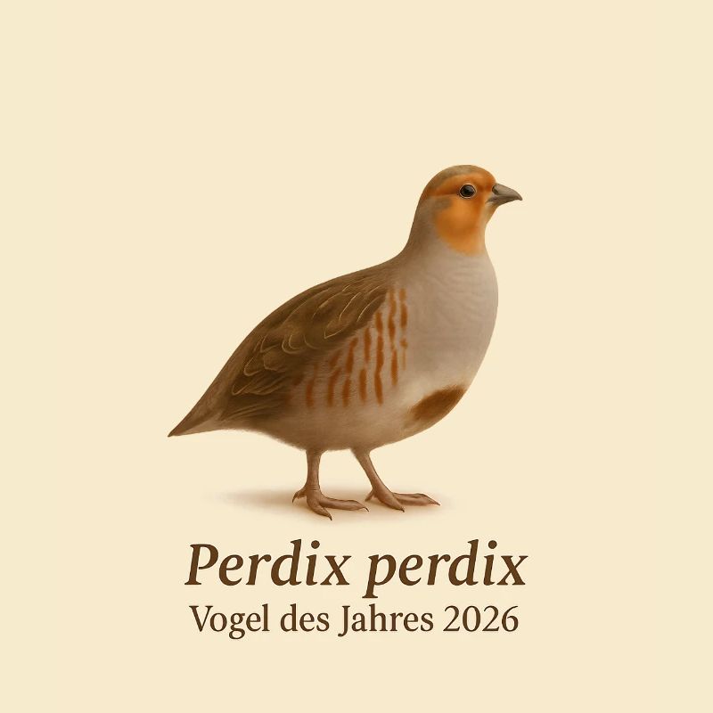 Oiseau de l'année 2026 – Perdrix perdix