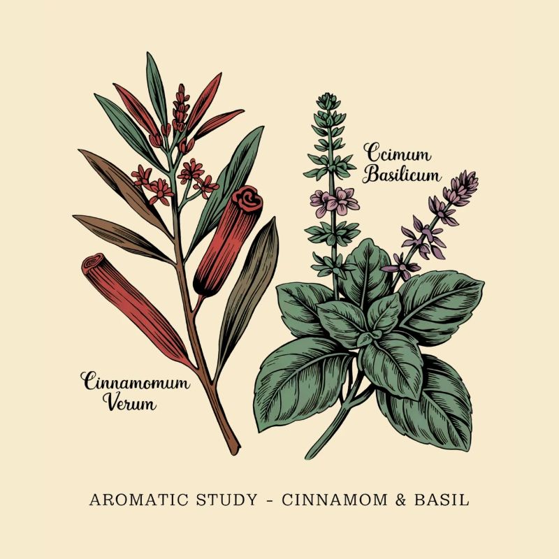 Cinnamon & Basil - Botany