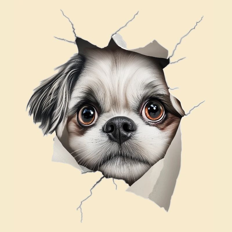 Shih Tzu