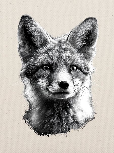 Polarfuchs Schneefuchs Eisfuchs Süßer Weißer Fuchs
