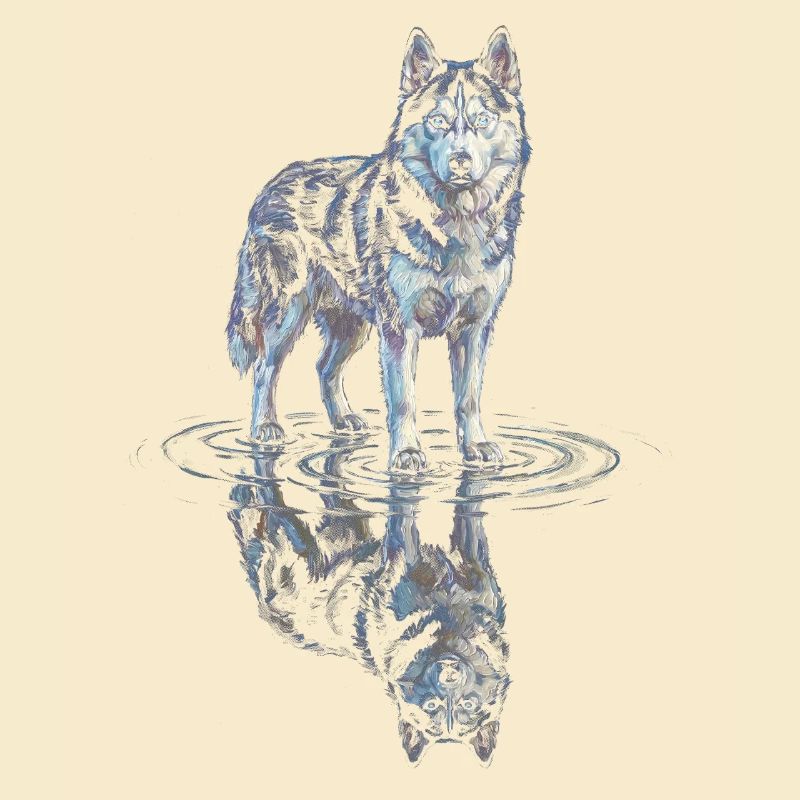 Husky sibérien avec réflexion dans l’eau
