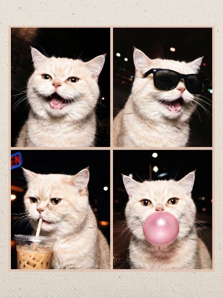 Katzen Perser Katze