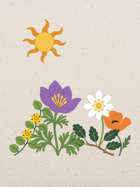 Blumen · Sonne · Natur · Mohn