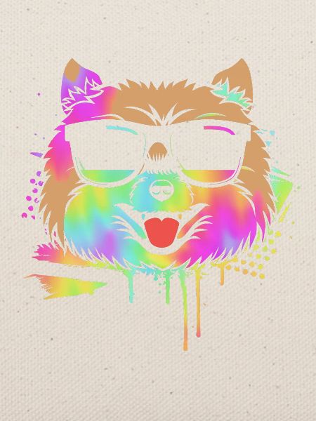 Pomeranian Zwergspitz Hund
