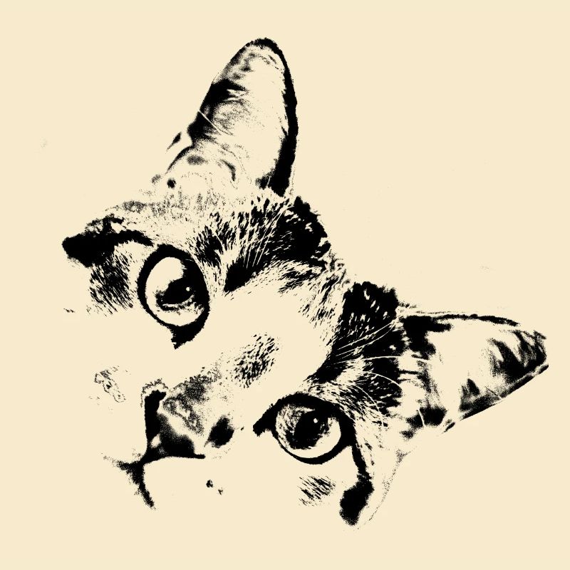 Katzengesicht