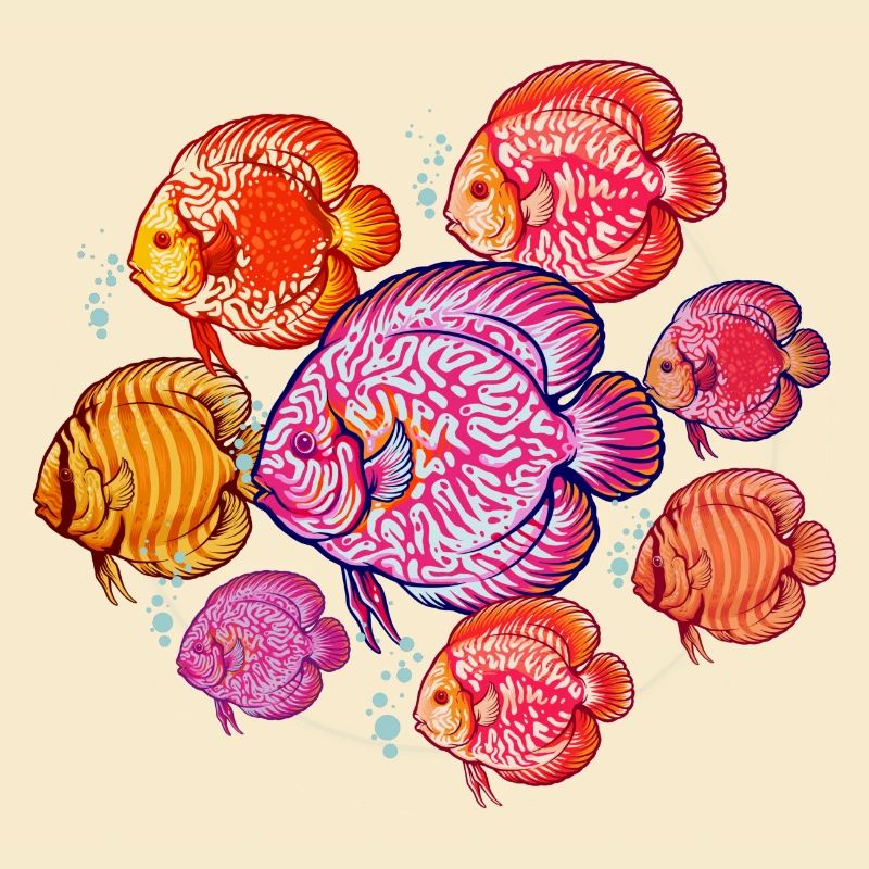 Discus Fish Aquarium Fish Keeper