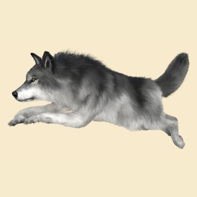Grauer Wolf rennt