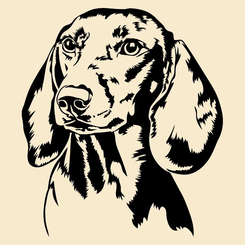 Dackel Dachshund Teckel Hundeportrait Hunde