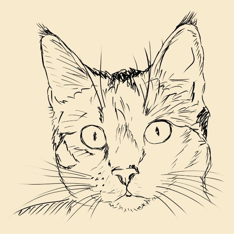 Katze
