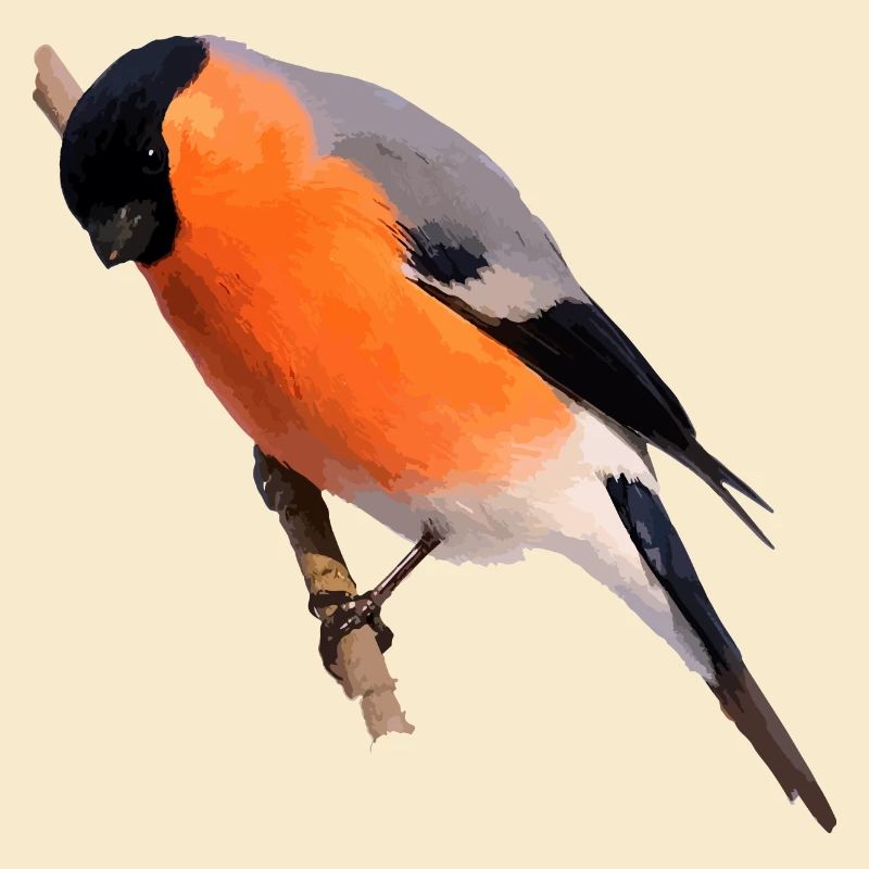 Gimpel Dompfaff sits on branch