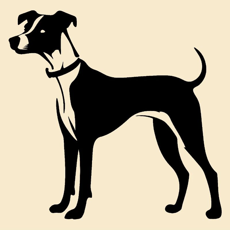 Whippet Hund