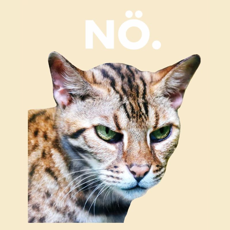 NÖ. Grummelige Katze Schlechte Laune
