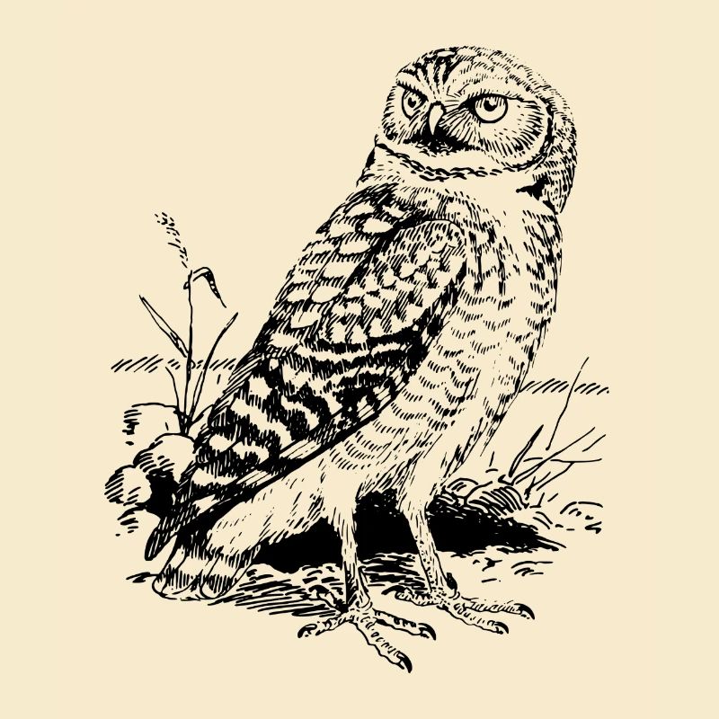 Eule / Kauz