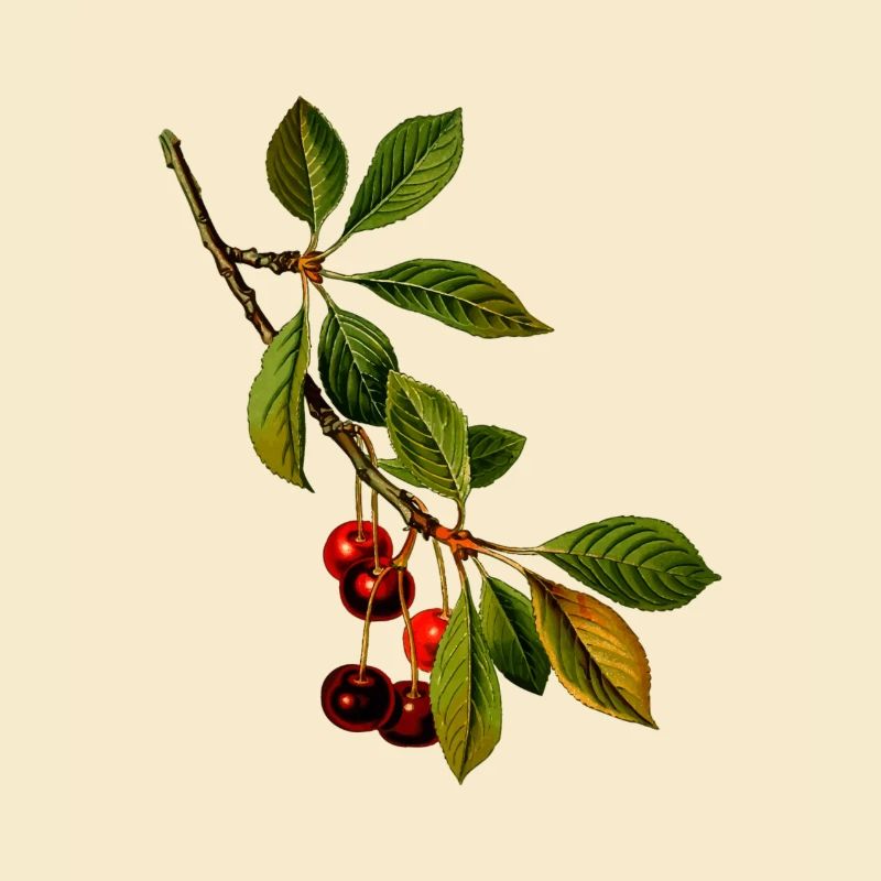 branche cerises