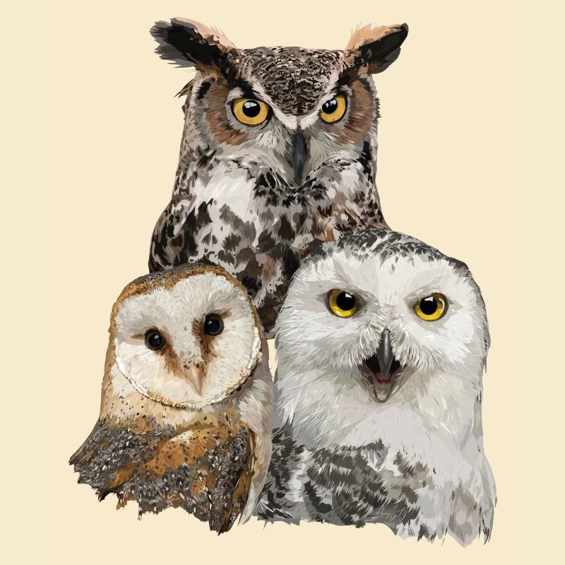 Eulen und Eule