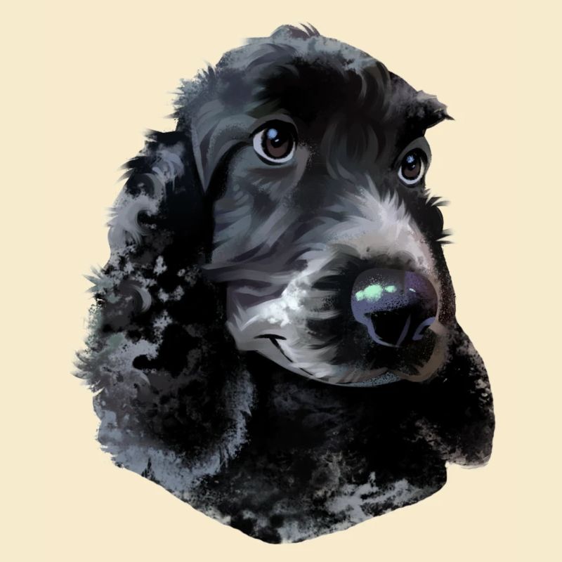 Cocker Spaniel Hund