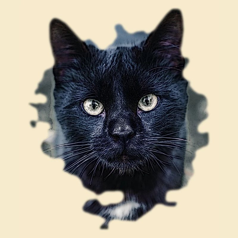 black cat schwarze Katze