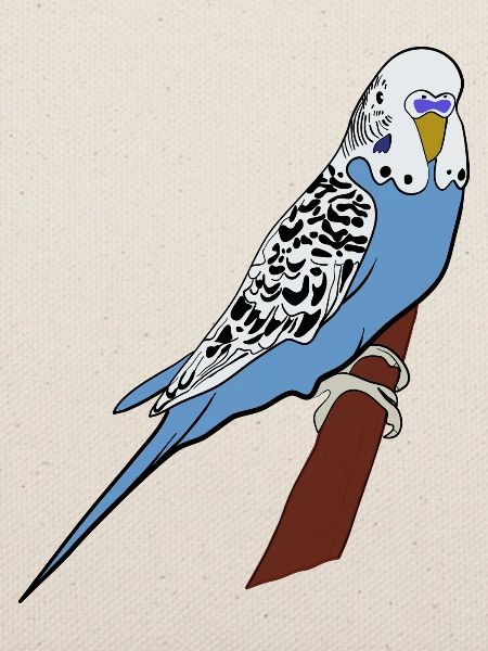 Wellensittich Blau Vogel Haustier Geschenkidee