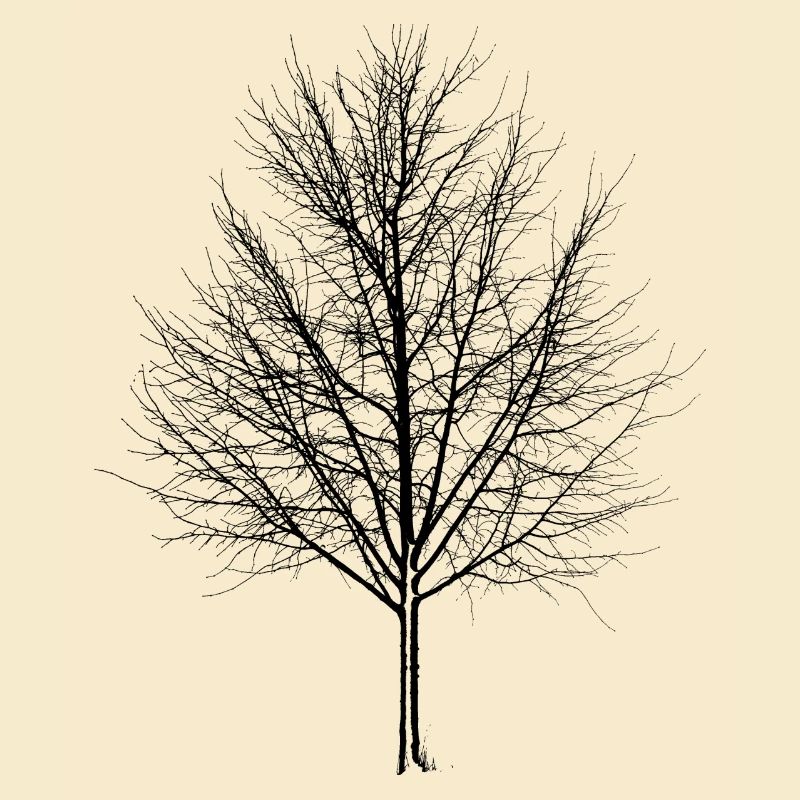 Baum