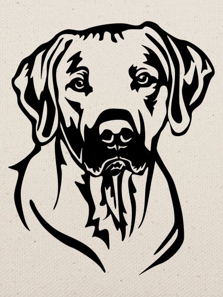 Rhodesian Ridgeback Kopf